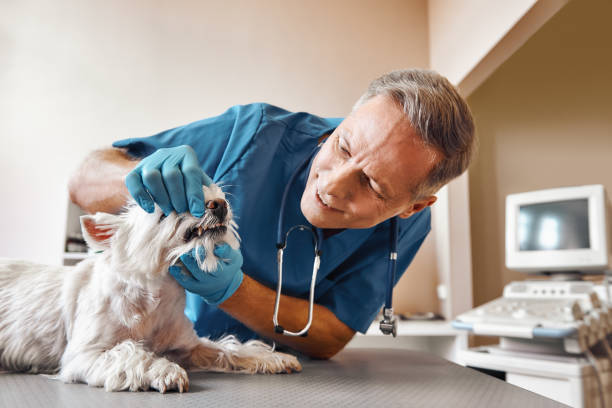 Best Emergency Dental Surgery in North Shore, CA